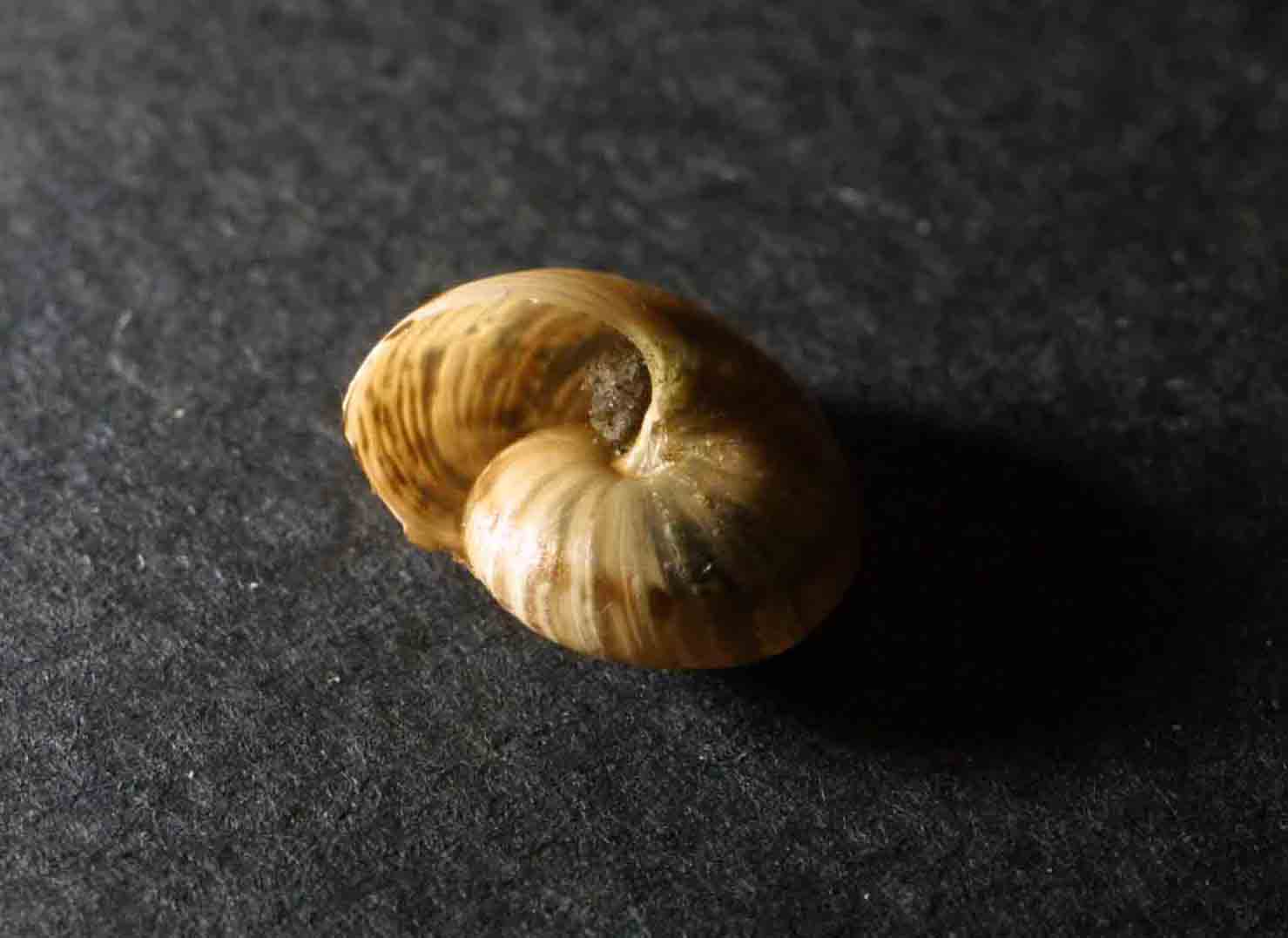Piccolo gioiellino laziale 02